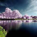 Basriye