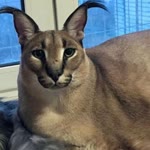 Ali