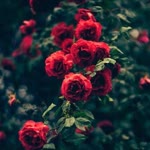 Merve