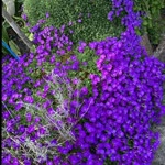Ebru