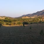 Nesli