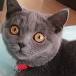 Özcan