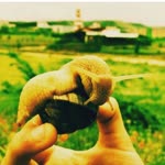 Hazal