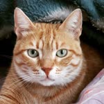 Burak