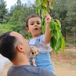 Turgut