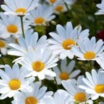 Nihal