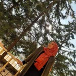Ayşenur
