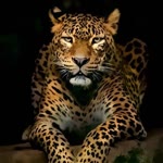 Serdar