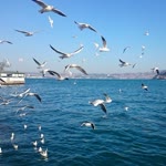 Safiye
