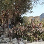 Merve
