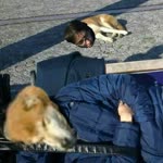 Barış