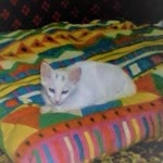 Kaan