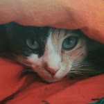 Zuhal