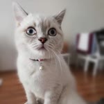 Se.