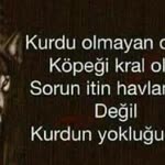 Mücahit