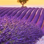Hanife