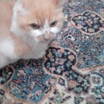 Belkis