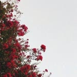 Emine