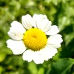 Büşra