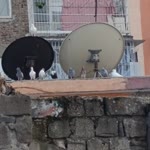 Çağla