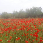 Meryem