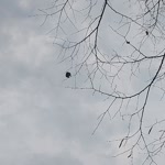 Nur