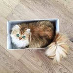 Betül