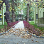 Rahmi