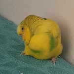 Profil fotoğrafı
