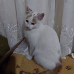 Merve