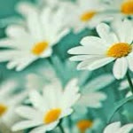 Sibel