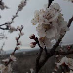 Yeşim