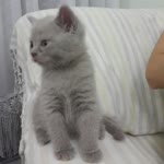 Naciye
