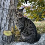 Ali