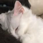 Feriha
