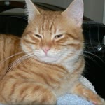Erhan