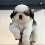 Gonca