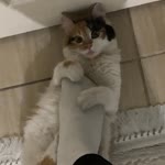 Yusuf