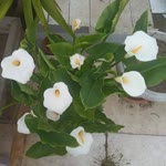 Youtubem