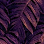 Eda