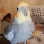 Nasüf