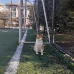 Neşe