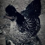 Mustafa