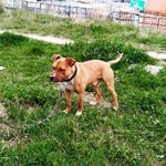 Alican