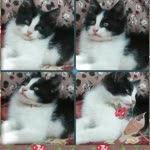Burcu
