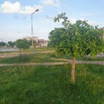 Havva