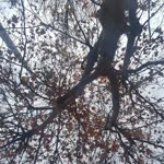 Elif