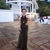 Özge