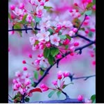 Neslihan