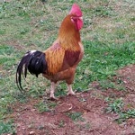 Fuad